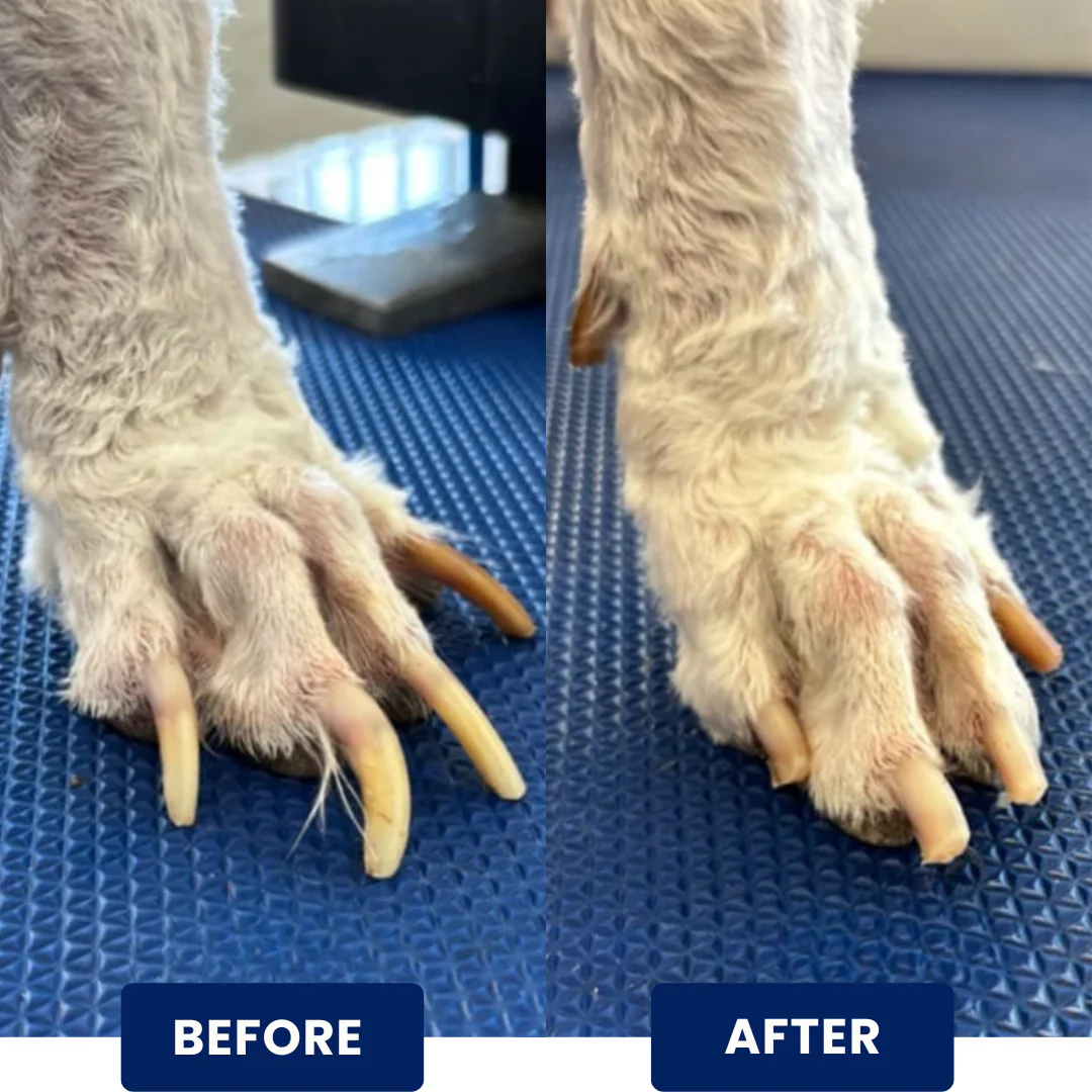 RelaxPaw™ | A Gentle Nail Care Board for Dogs